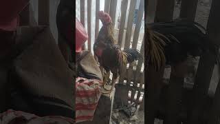 Download lagu Simerot Mulai Perawatan Kembali ☕ #ayamberkualitas #pecintaayam #chicken #ayam mp3