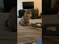 Grey Cat Bites Girls Hand And She Screams