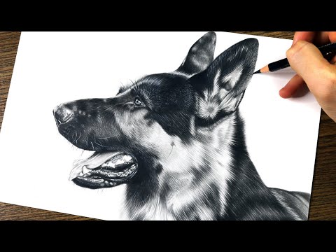 HOW TO DRAW a REALISTIC DOG EAR in BLACK and WHITE |...
