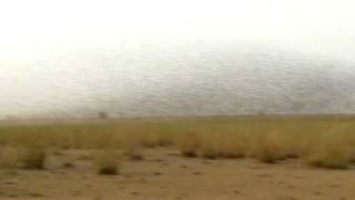 preview picture of video 'Nuée de manges-mil (moineaux) se déplaçant en formant des vagues'