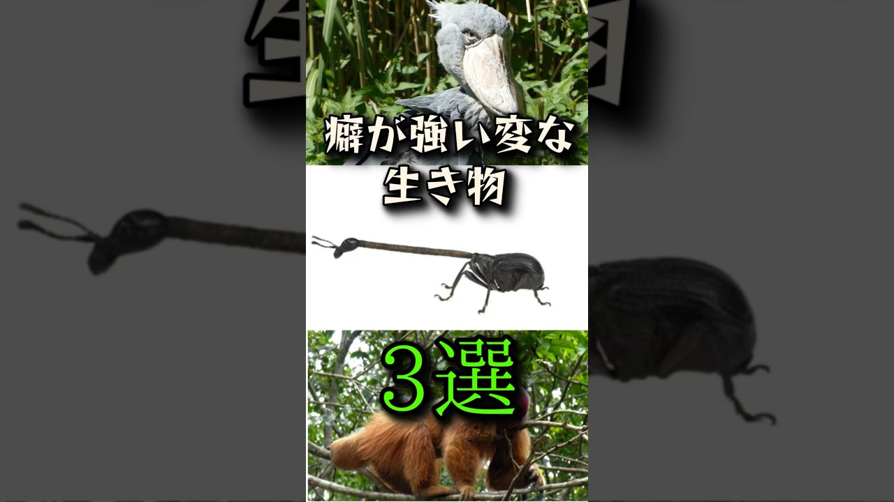 【閲覧注意】癖が強い変な生き物3選#shorts