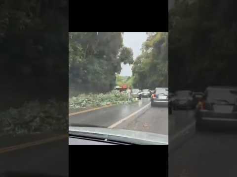 Árvore cai e interdita trecho da BR 277 em Virmond no Paraná