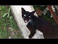 Feral Tuxedo Cat Meowing And Purring Loudly Gets Angry At The Camera Kucing Lucu Cats Meowing