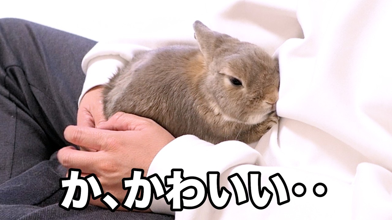 警戒心の強いうさぎが甘えん坊になる瞬間が可愛いので見てほしい