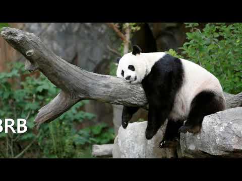 Barbastream: God of War Blind Run - Part 8