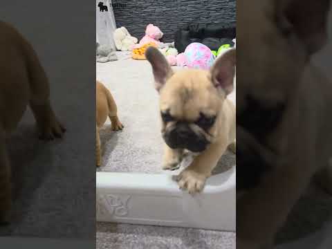 Video 2