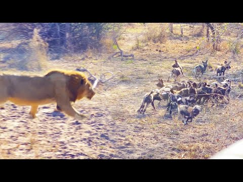 Male Lion Takes Out Wild Dog Pups