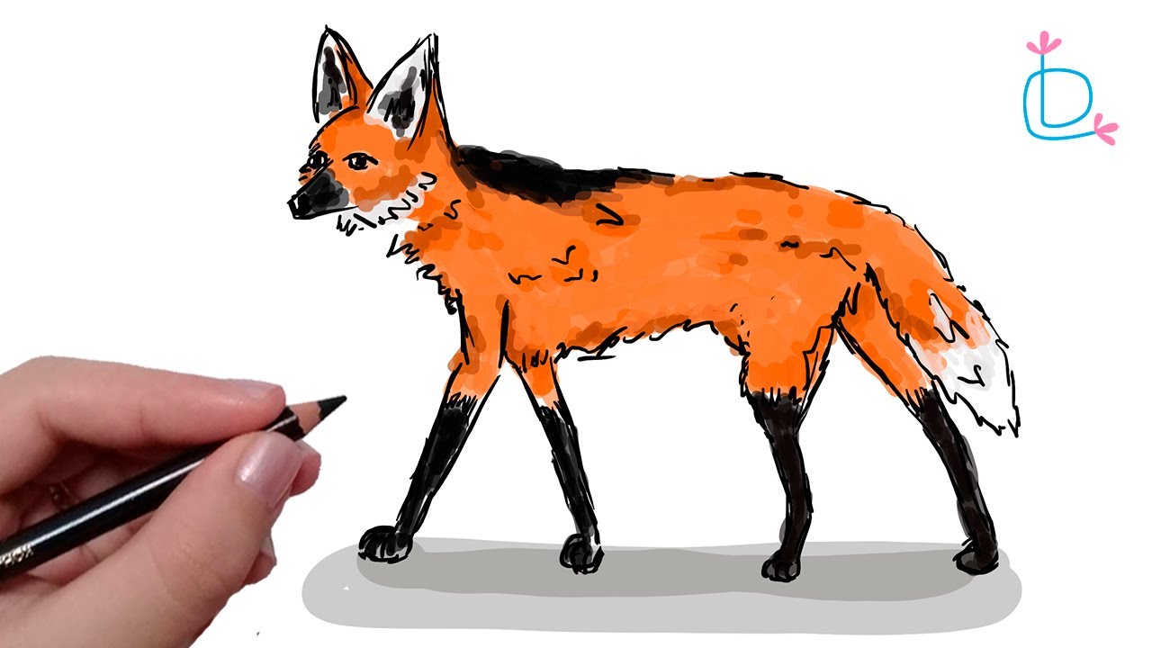 Como desenhar Lobo passo a passo | lobo guará [o mesmo da nota de 200 reais] How to draw a Wolf