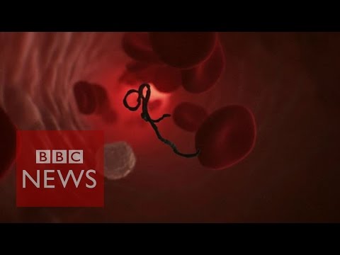How does Ebola attack human cells? BBC News