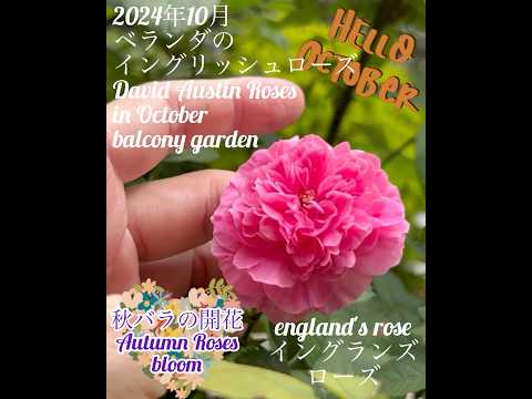 amenagement-balcon-banc-palettes-bois-tapis-noir-blanc-plantes-vertes-coussins aménagement balcon