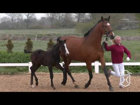 Hengstfohlen von Cancara - Ramirado