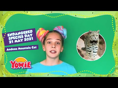 Endangered Species Day - Save the Andean Mountain Cat!