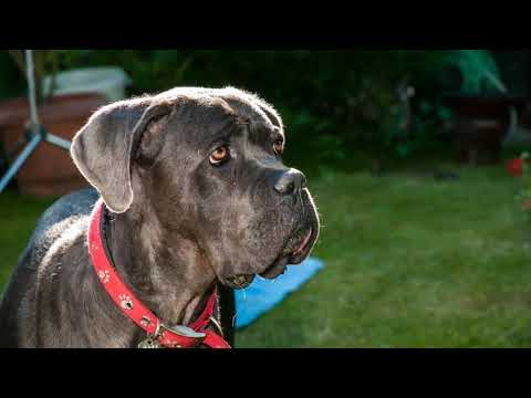 Dášenka slide klip final youtube