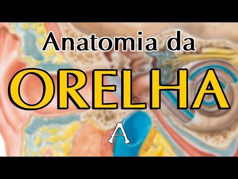 ORELHA - Anatomia (Teórica)