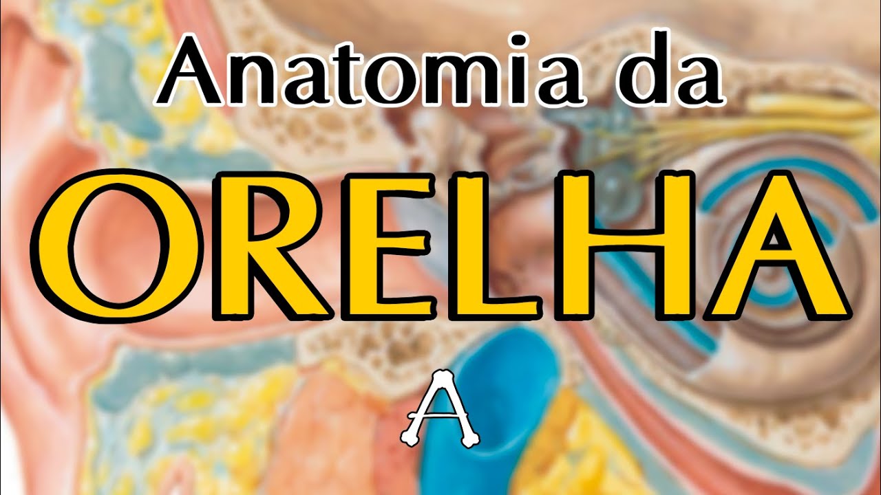 ORELHA - Anatomia (Teórica)