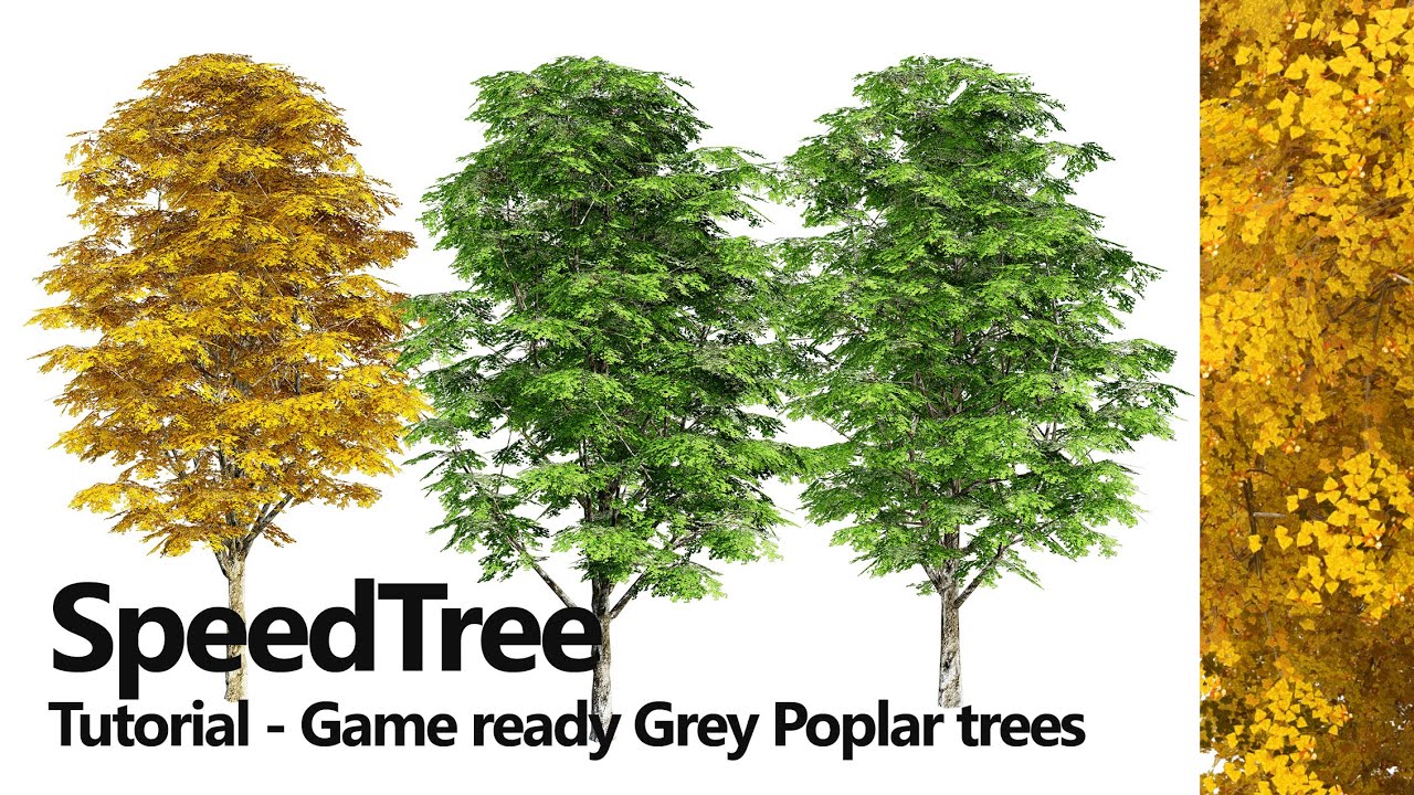 Green and fall Grey Poplar trees 3D Model