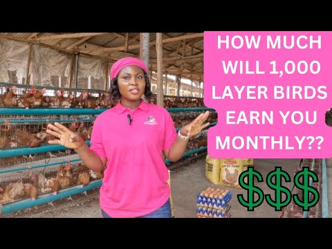 How MUCH PROFIT Will 1000 Layer Chickens Earn You Every Month