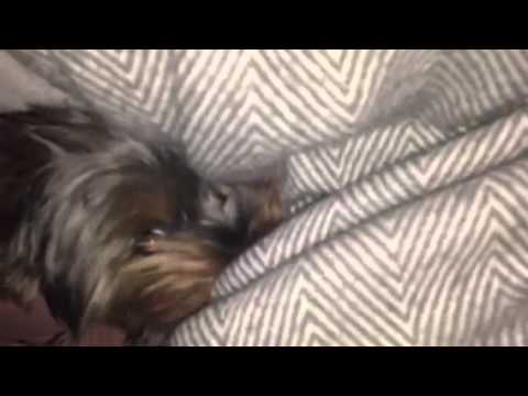 Yorkshire Terrier Mini