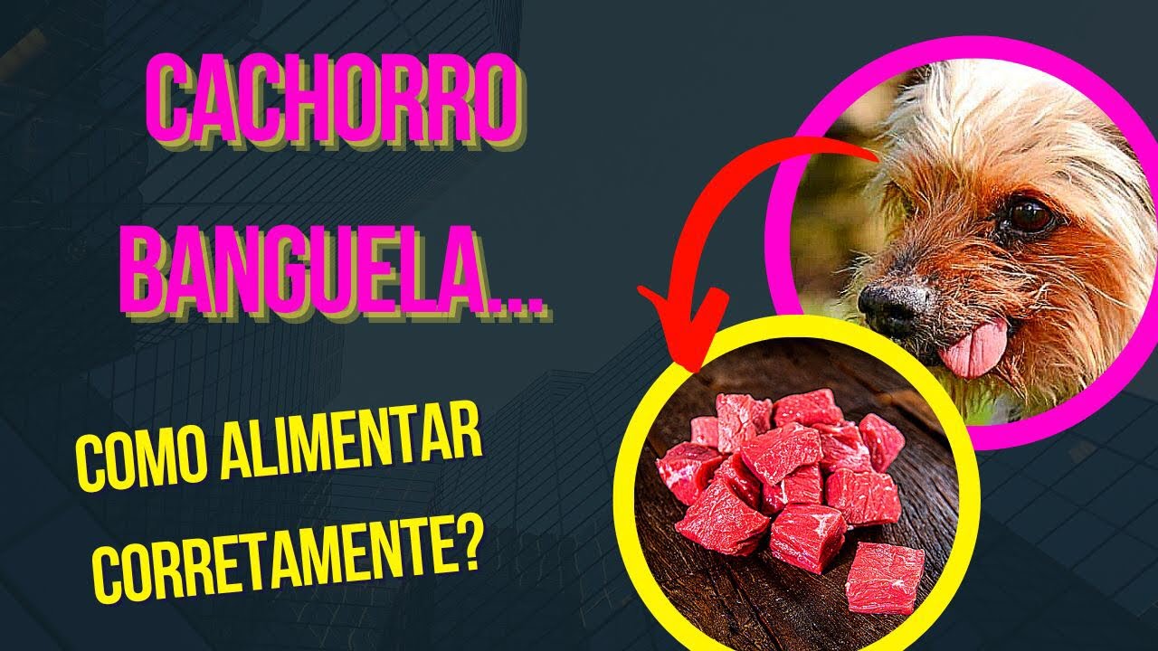 CACHORRO NÃO MASTIGA O ALIMENTO - CÃO IDOSO SEM DENTE COMO ALIMENTAR BANGUELA