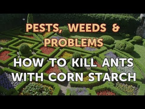 How to Kill Ants With Corn Starch
