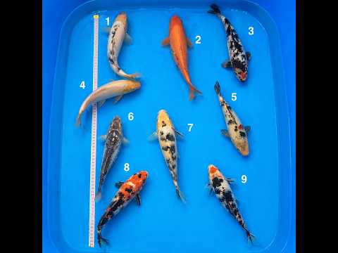 Video pregled koi ribe