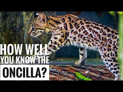 Oncilla || Description, Characteristics and Facts!
