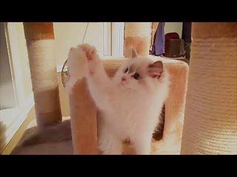 14 Week Old Ragdoll Kitten Rosey Climbs A Cat Tree For 1st Time