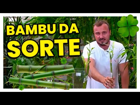 , title : 'BAMBU DA SORTE | Aprenda como cultivar e adubar'