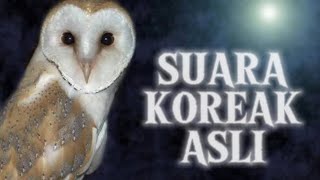 Download lagu SUARA KOREAK DI SAWAH MALAM HARI (BARN OWL SCREAMING AT FIELD NEAR MY HOUSE) mp3 Download lagu SUARA KOREAK DI SAWAH MALAM HARI (BARN OWL SCREAMING AT FIELD NEAR MY HOUSE) mp3