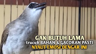 Download lagu Trucuk BETINA memanggil Jantan Suara Birahi Ngecuplik 100% pancingan trucukan gacor agar BUNYI EMOSI mp3