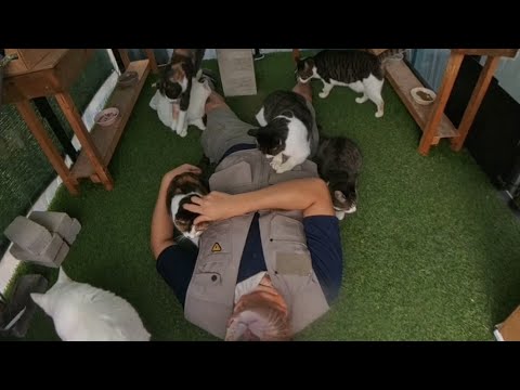 고양이들에게 파묻히는 방법