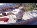 Angry And Hungry Cat Is Not Feeling Well Today