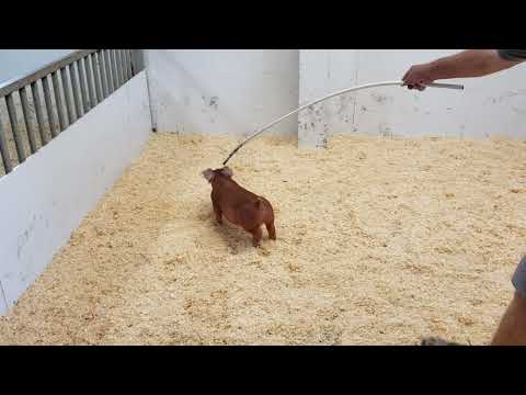 19-9 blue dream x unforgettable