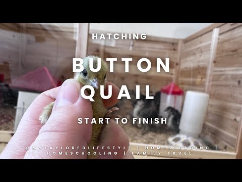 Hatching Button Quail From Start To Finish