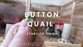 Hatching button quail from start to finish
