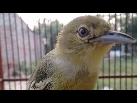 Sirpu Novyj Trend Smotret Onlajn Na Sajte Trendovi Ru