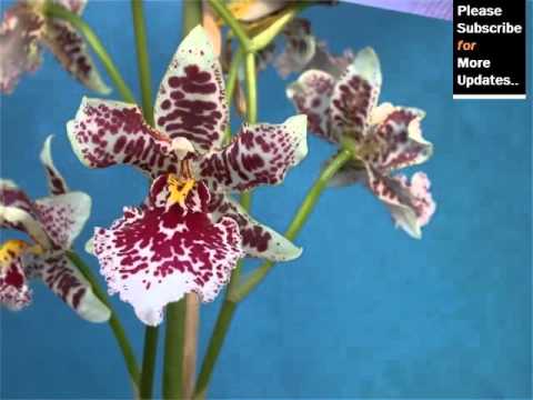 , title : 'Odontoglossum Orchid | Orchid Breed Tybe Identification By Picture - Flower Odontoglossum Orchid'