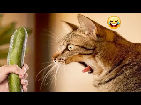 😸😻 Funny Dog And Cat Videos 🤣🐱 Funniest Animals # 25