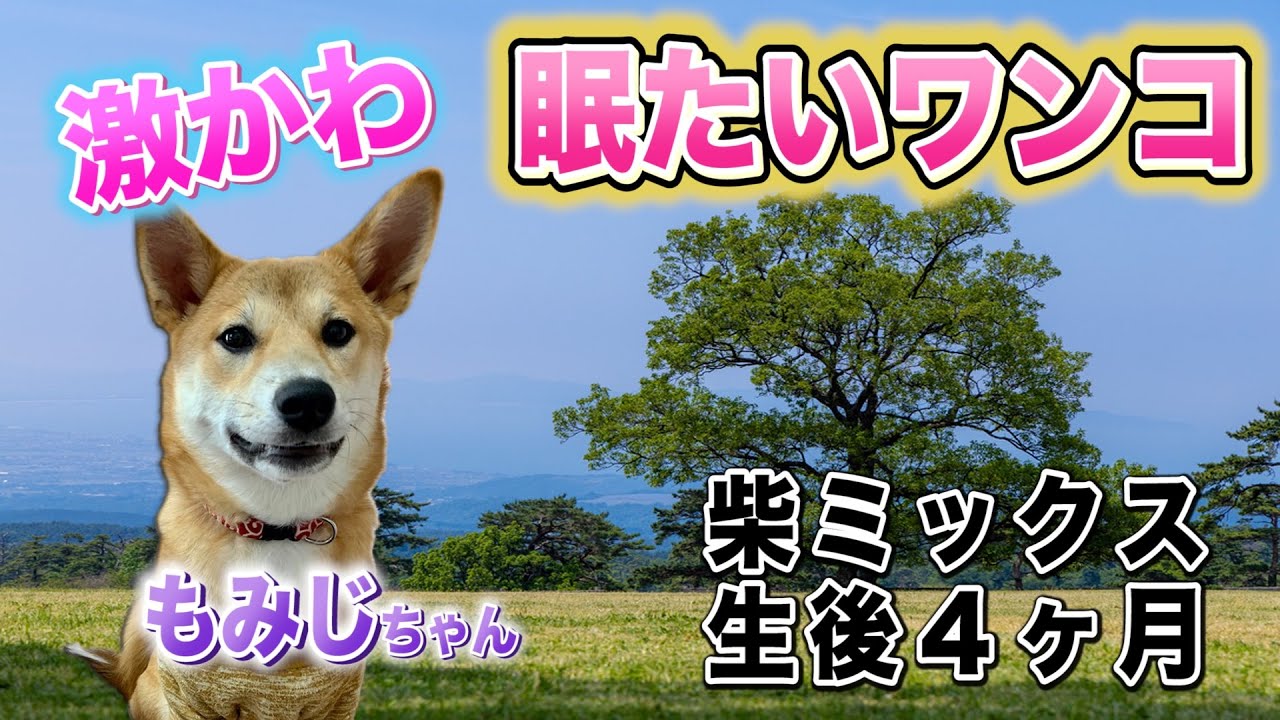 激かわ犬 眠い 柴ミックスもみじ 生後４ヶ月子犬 美容師ユーチューバー タッシーちゃんねる 柴犬 眠い 寝る 子犬 癒し系動画 Hair Make Dance タッシーのブログ