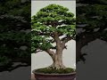 Pesona Bonsai Kelas Bintang Shorts Bonsai Tropicalbonsai Bonsaitropis