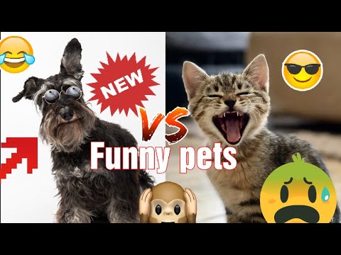 funny animals - funniest animal videos  - try not to laugh with funny animal's life compilation