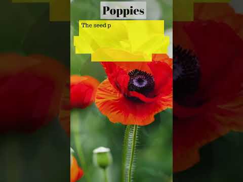 10 Best Flower that you can Grow from their Petals.#flowerplant #plants