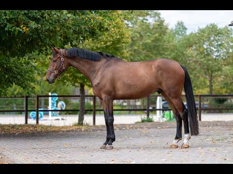 Lux ☆ (LUCKY BOY x LONDONTIMES) - Video 4 video thumbnail