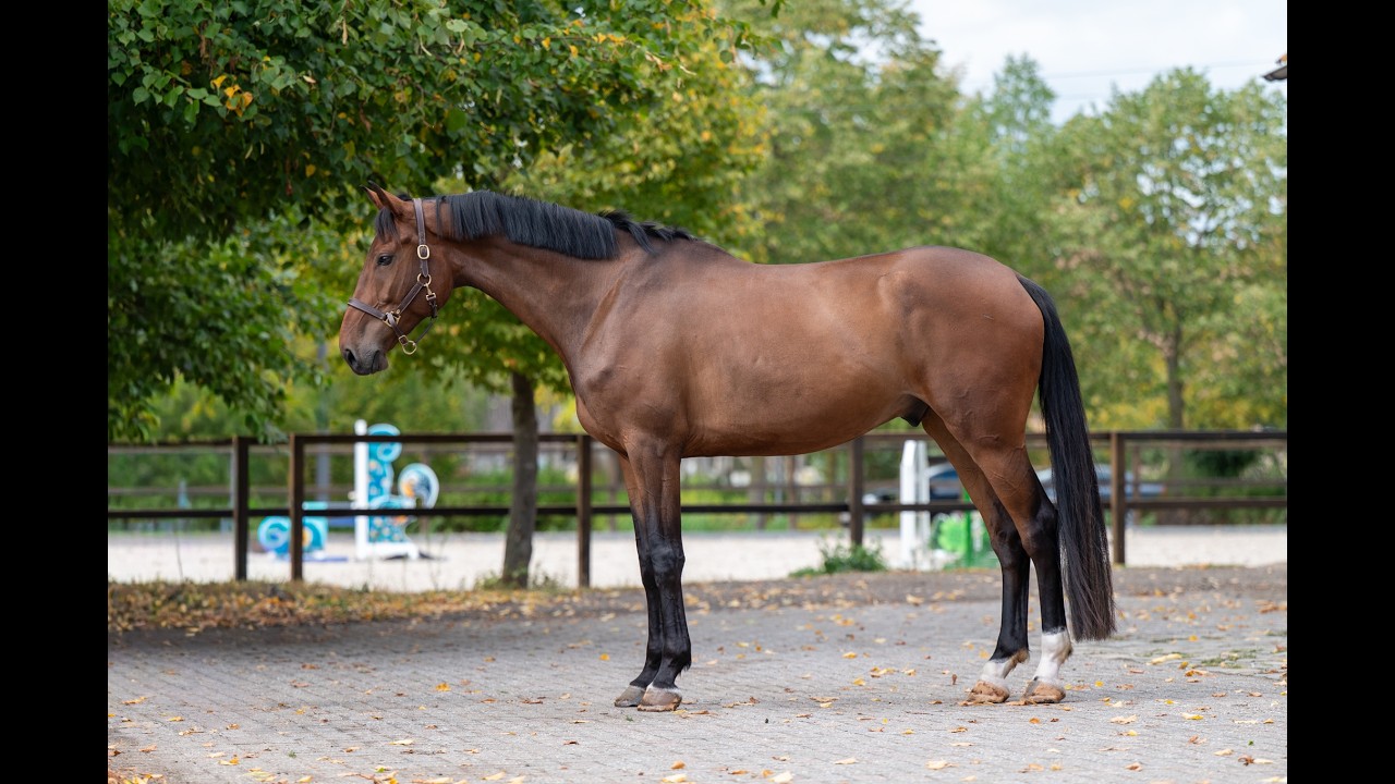 Lux ☆ (LUCKY BOY x LONDONTIMES) video 2