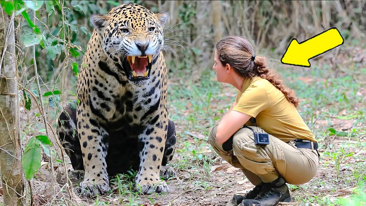 Ignoring All Warnings, She Reunited with the Jaguar She Raised as a Child — Then This Happened❤️