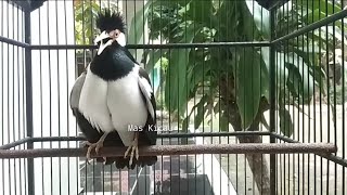 Download lagu Jalak Suren Isian Unik mp3 Download lagu Jalak Suren Isian Unik mp3