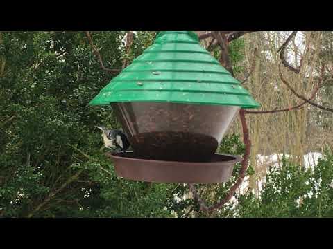 Mata vinterfåglar i trädgården