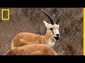 Les incroyables capacités de résilience de la gazelle à goitre