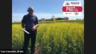 NEW! Pioneer Protector® Canola Hybrid P607CL