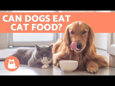 Can Dogs Eat Cat Food? - YouTube